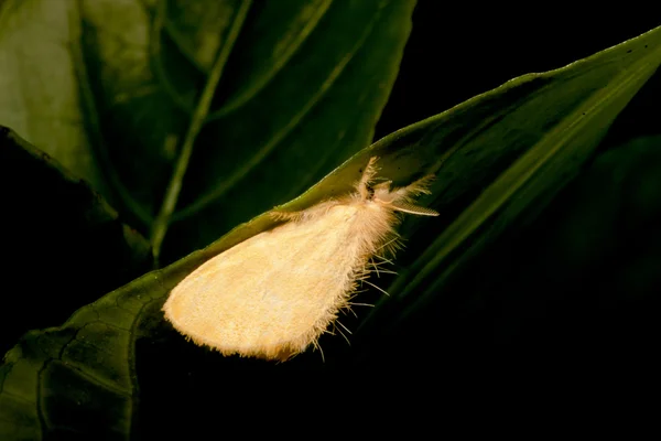 A moth — Stock Photo, Image