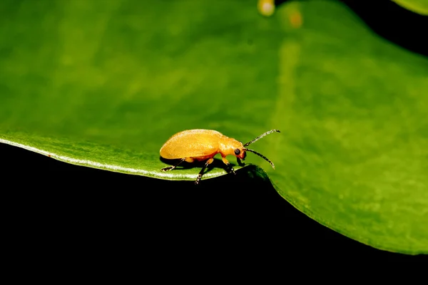 Löv-skalbaggar — Stockfoto