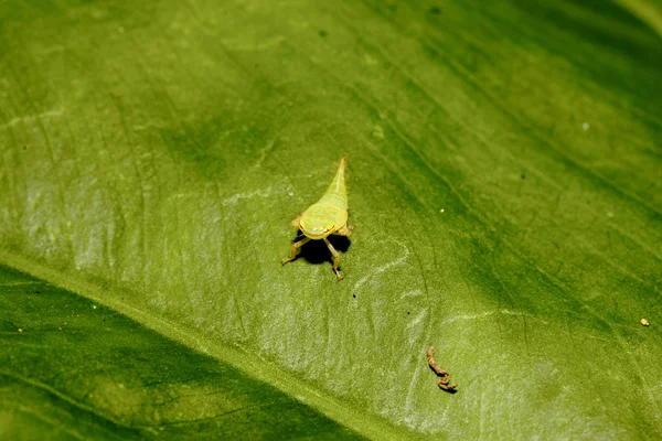 Leafhopper — стокове фото