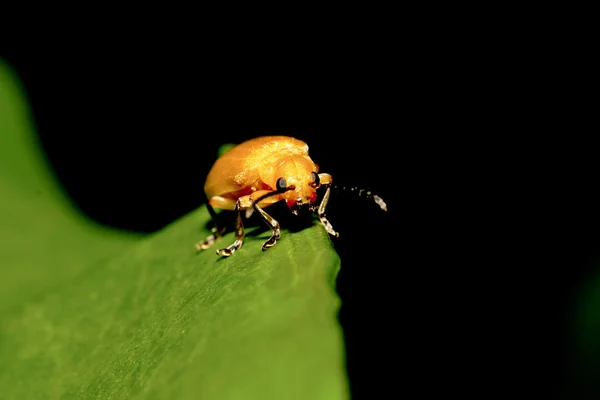 Löv-skalbaggar — Stockfoto
