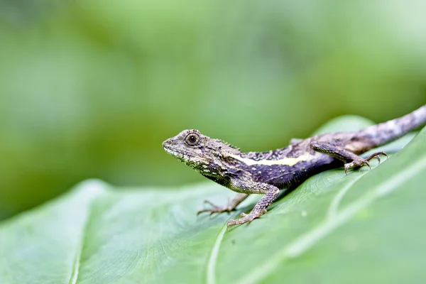 stock image Lizard