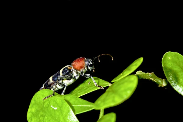 Un escarabajo de cuernos largos —  Fotos de Stock