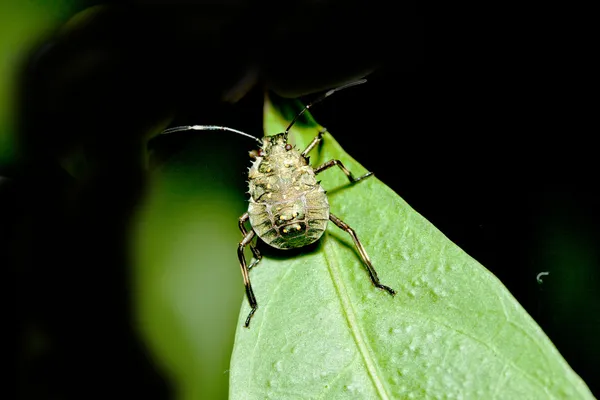 Bug in estate — Foto Stock
