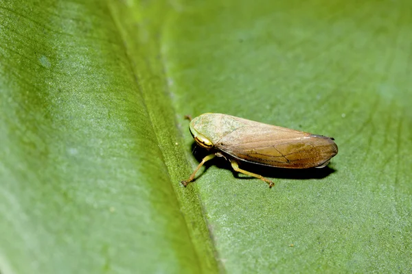 Leafhopper — Zdjęcie stockowe