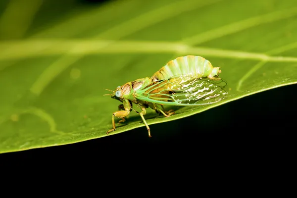 Cicadas — Stock fotografie