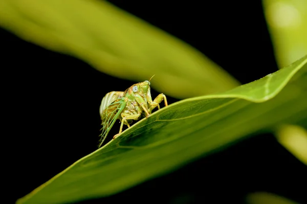 Cicaden — Stockfoto