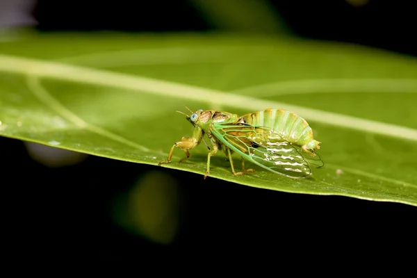 Cicadas — Stock Photo, Image