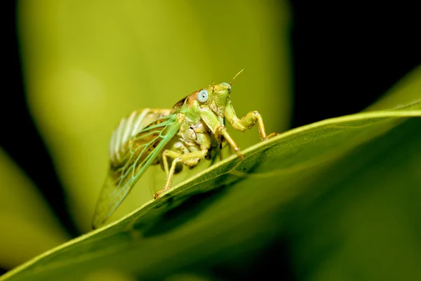 Cicaden — Stockfoto