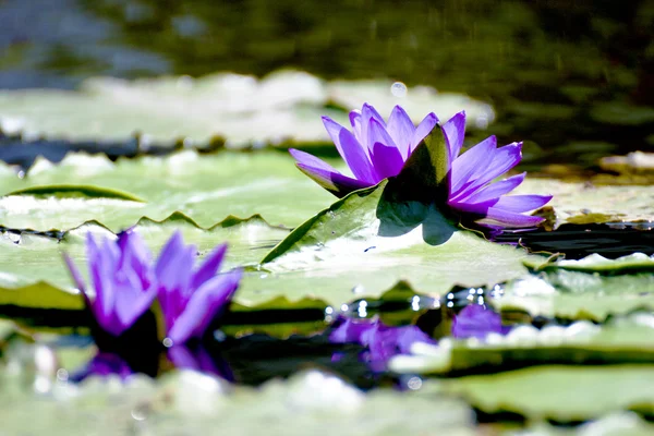 Çiçek lotus — Stok fotoğraf