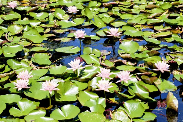 Çiçek lotus — Stok fotoğraf