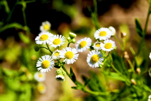 Flora della fioritura — Foto Stock