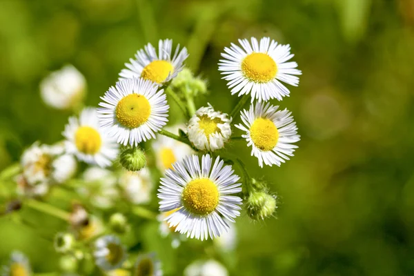 Bloom Flora — Stock Photo, Image
