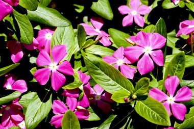 birçok flora bloom