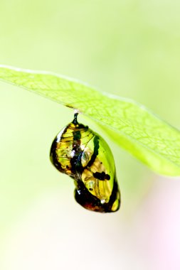 Butterfly chrysalis clipart
