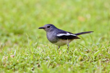 oryantal magpie robin bir kuş