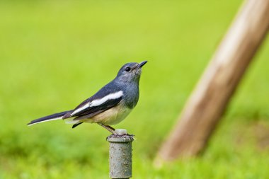 oryantal magpie robin bir kuş