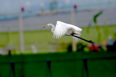 Intermediate Egret a bird clipart