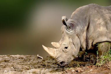 White Rhinoceros clipart