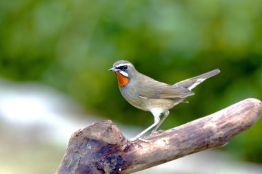 sibierian rubythroat bir kuş