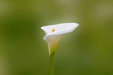 Alocasia macrorhiza beyaz bir çiçek