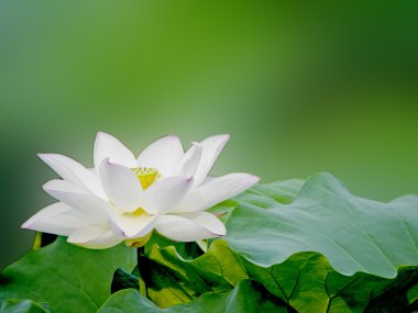 Bloom lotus clipart