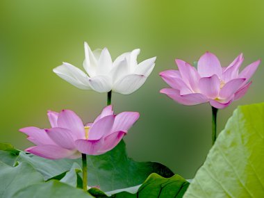 Bloom lotus clipart