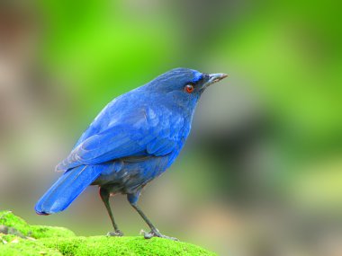 Taiwan Whistling Thrush a bird clipart