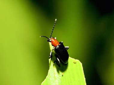 A bug stay on plant clipart