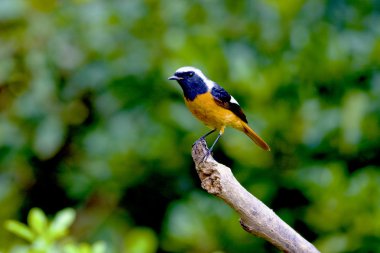 Daurian Redstart a bird clipart