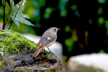 Daurian Redstart a bird clipart