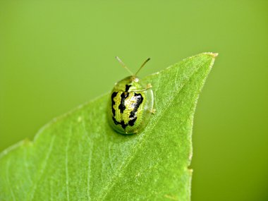 Bir uğur böceği