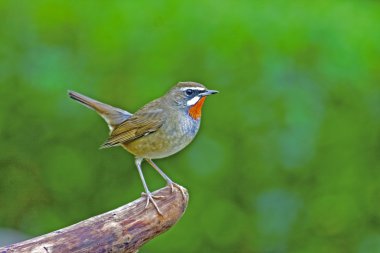 Sibierian Rubythroat