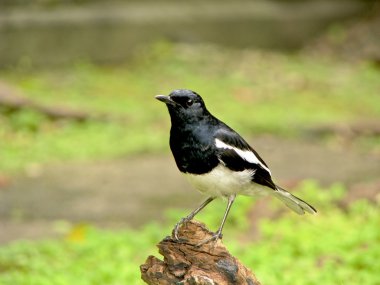 oryantal magpie robin bir kuş