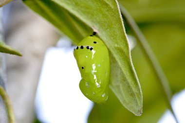 A yellow green pupa is hanging on branch clipart