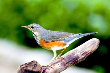 Grey-backed Thrush a bird clipart