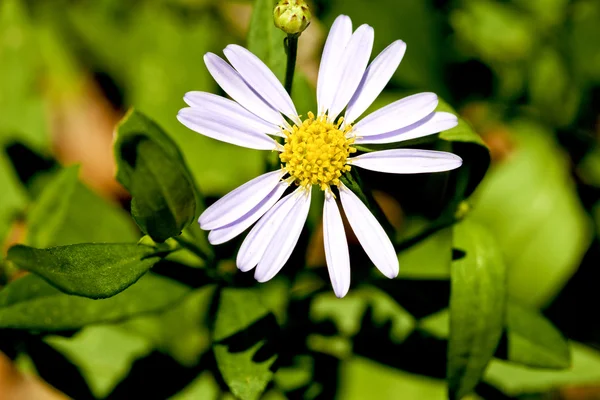 Flora della fioritura — Foto Stock