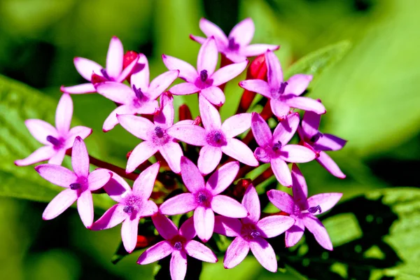 Viele blühende Flora — Stockfoto
