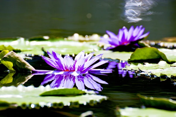 Bloom lotus — Stockfoto