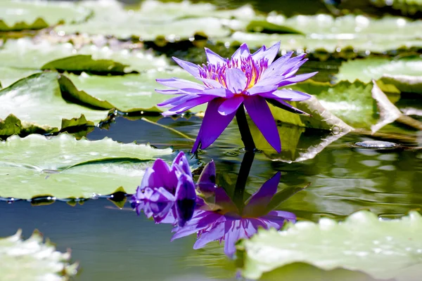 Bloom lotus — Stockfoto