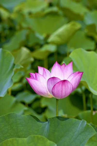 Bloom Lotus — Stock Photo, Image