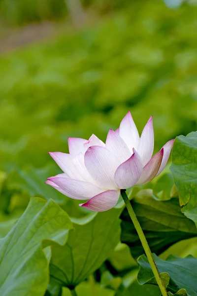 Bloei lotus — Stockfoto