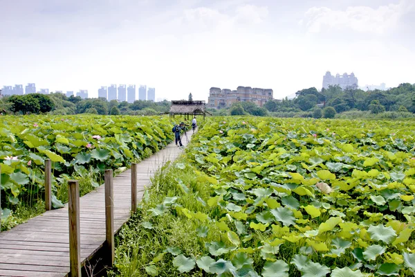 stock image Lotus farm