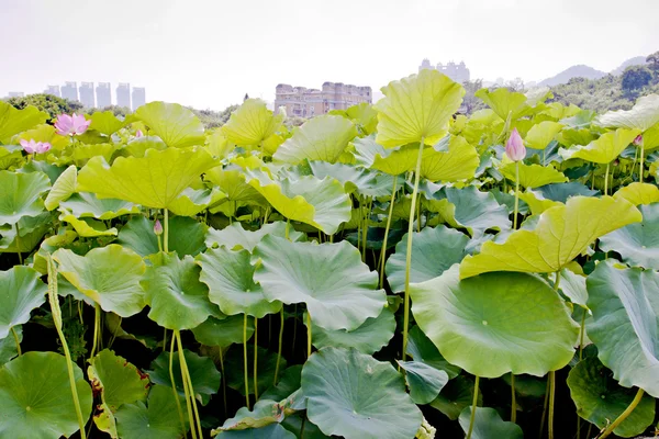 Lotus çiftlik — Stok fotoğraf