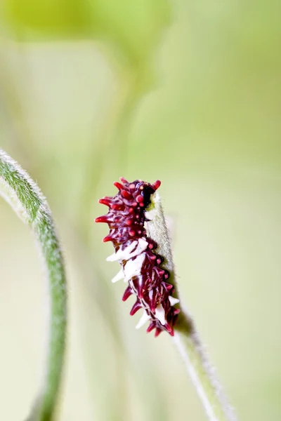 Butterfly larv — Stockfoto