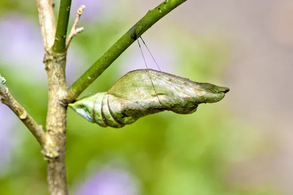 나비 번데기 — 스톡 사진
