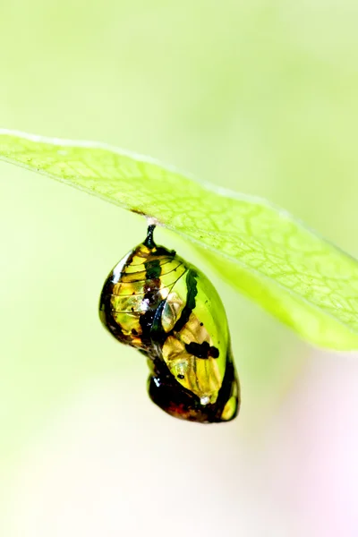 Chrysalis-Schmetterling — Stockfoto