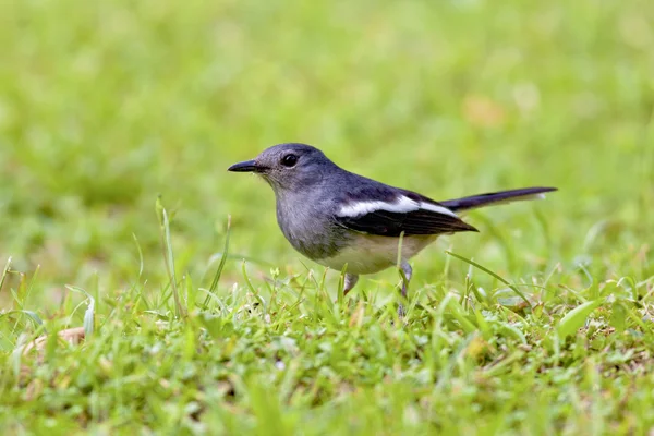 Oosterse ekster robin een vogel — Stockfoto