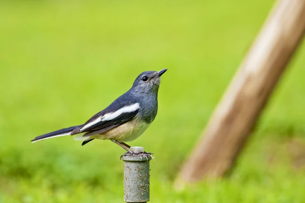 Oosterse ekster robin een vogel — Stockfoto