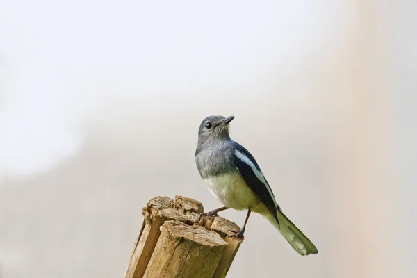 Orientaliska magpie robin en fågel — Stockfoto