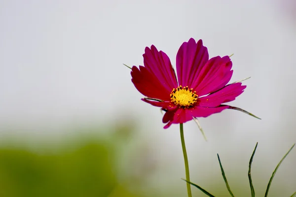 Cosmos bipinnatus fleurs cloroful — Photo